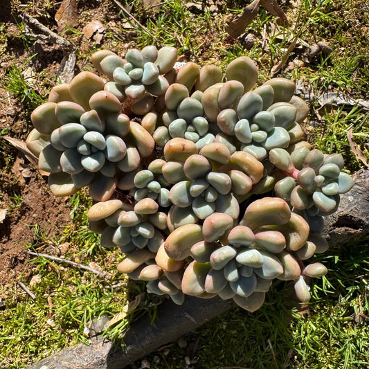 Echeveria blood ‘spotted deer' cluster,  4.2inches, nice color, Bare Root, Imported Rare Succulent, live plant