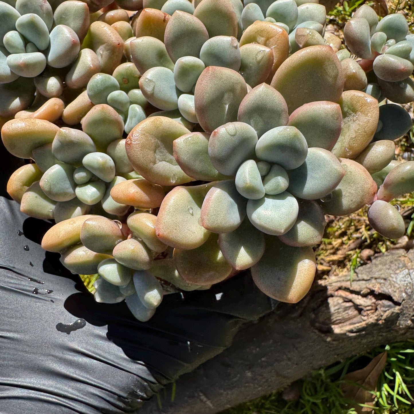 Echeveria blood ‘spotted deer' cluster,  4.2inches, nice color, Bare Root, Imported Rare Succulent, live plant