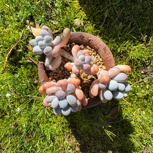 Graptopetalum Amethystinum ' Sweet Ball ’ cluster, 4heads, 3.8inches,  live plant