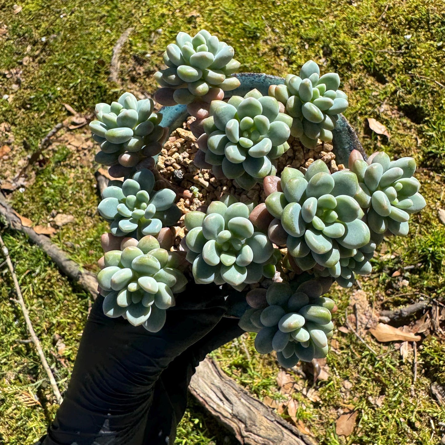 Echeveria 'Rococo' small cluster , 3.5inches, live plant ,  nice color, Imported Rare Succulent, gift