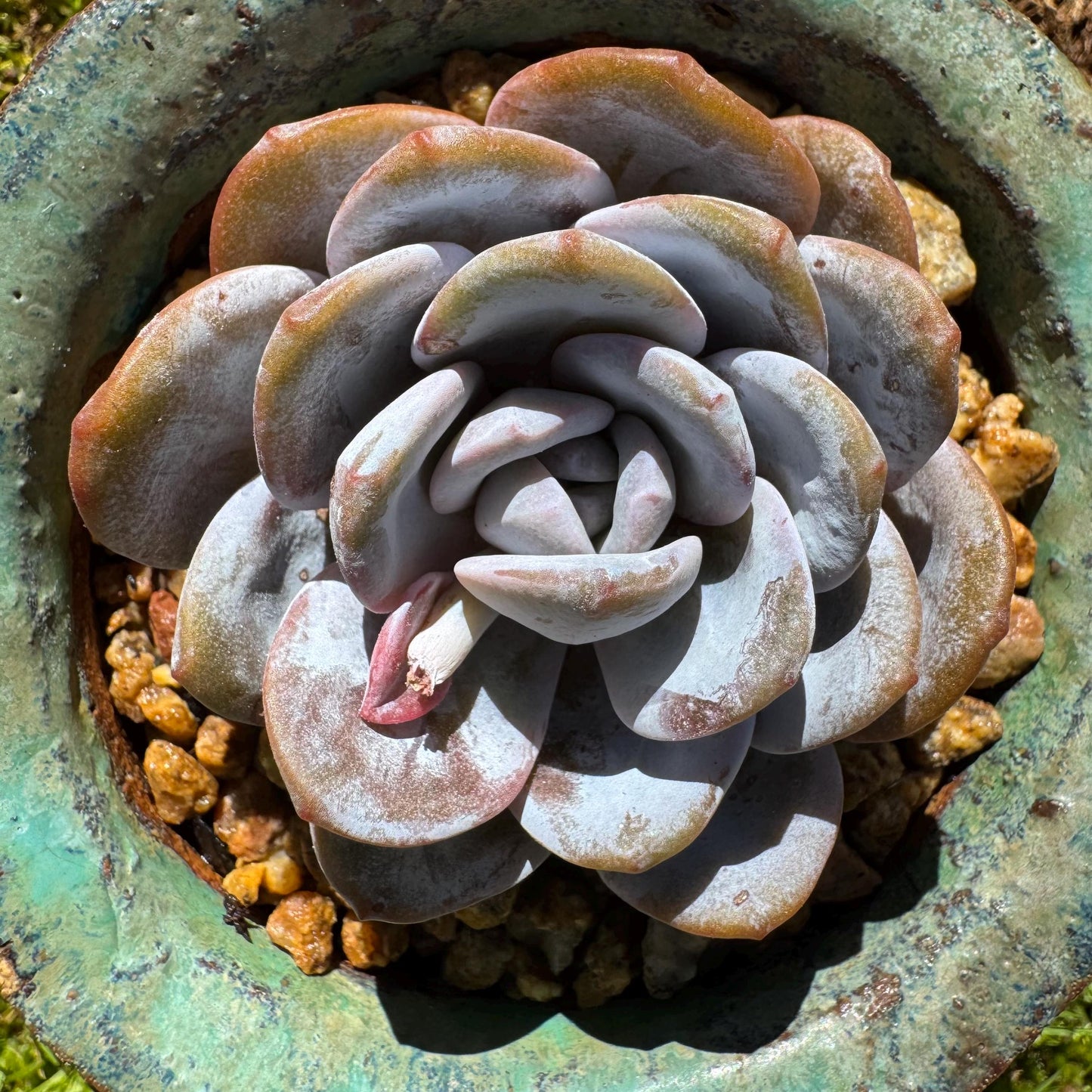 Echeveria 'Laui', leaves with powder , single head,  2.2inches, Bare Root, Imported Rare Succulent, live plant, gift