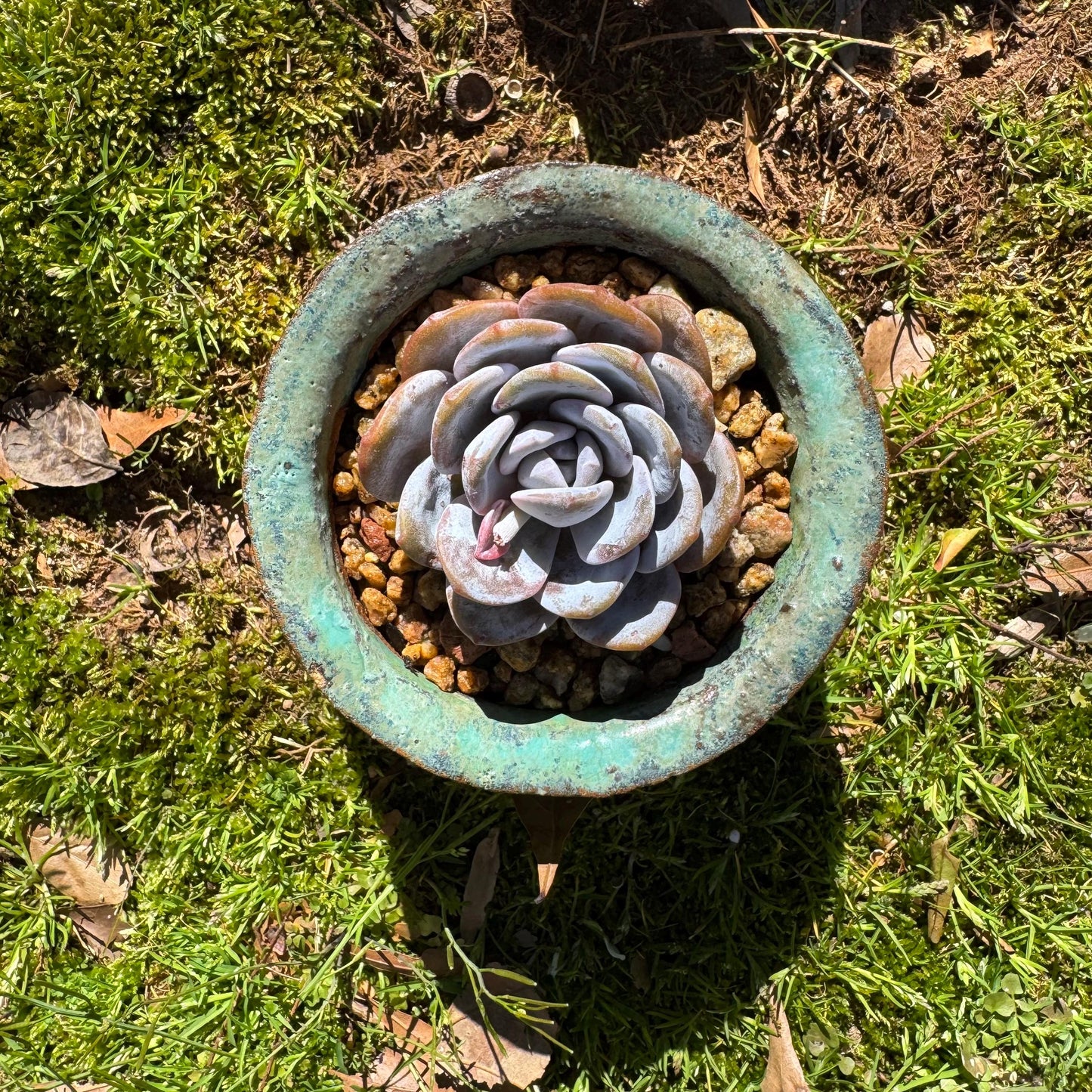 Echeveria 'Laui', leaves with powder , single head,  2.2inches, Bare Root, Imported Rare Succulent, live plant, gift
