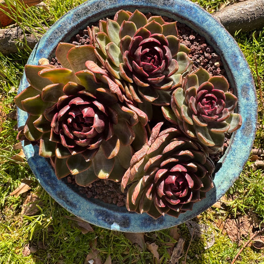 Echeveria 'blueberry ' big cluster, 5.7inches, 4heads, Bare Root, Imported Rare Succulent, live plant, gift