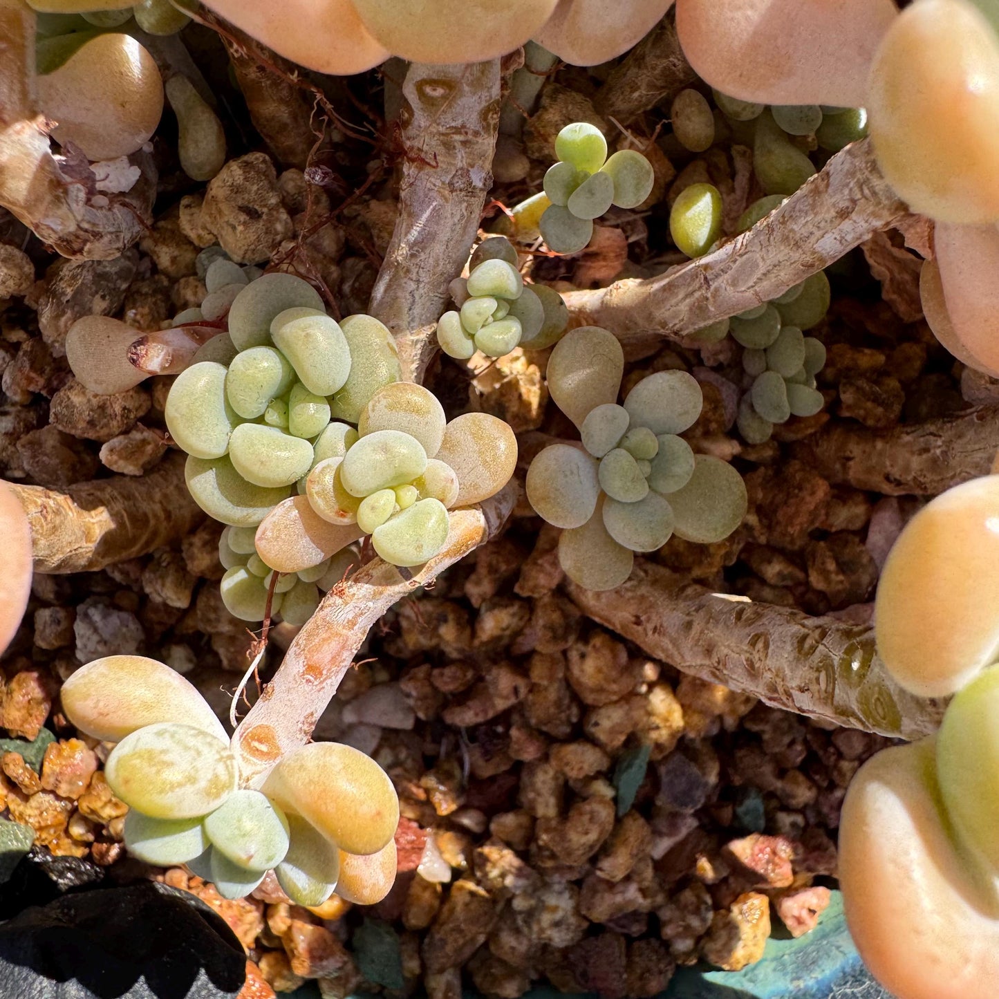Rare succulents plants ,Echeveria 'Rococo'  cluster , 4.6inches