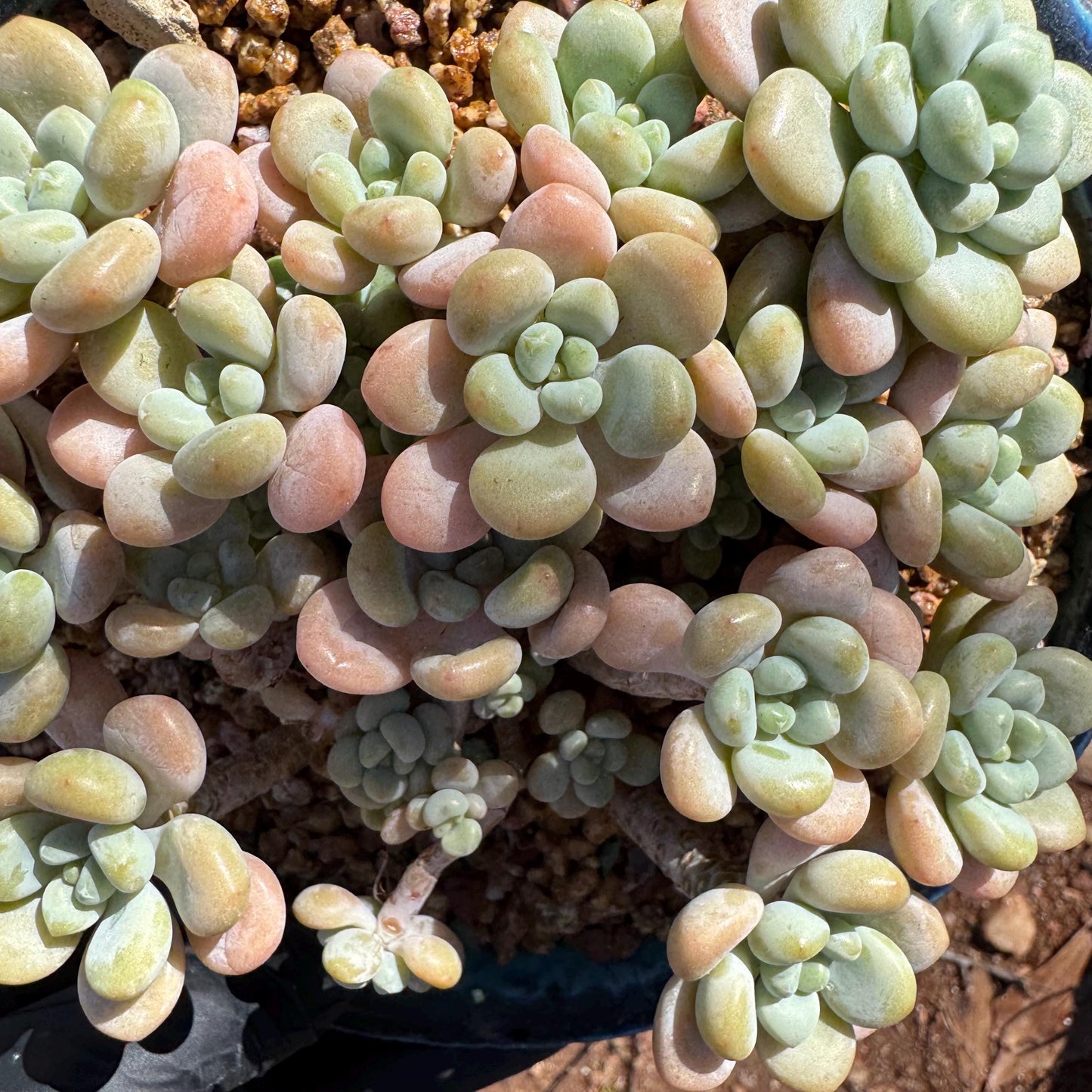 Rare succulents plants ,Echeveria 'Rococo'  cluster , 4.6inches