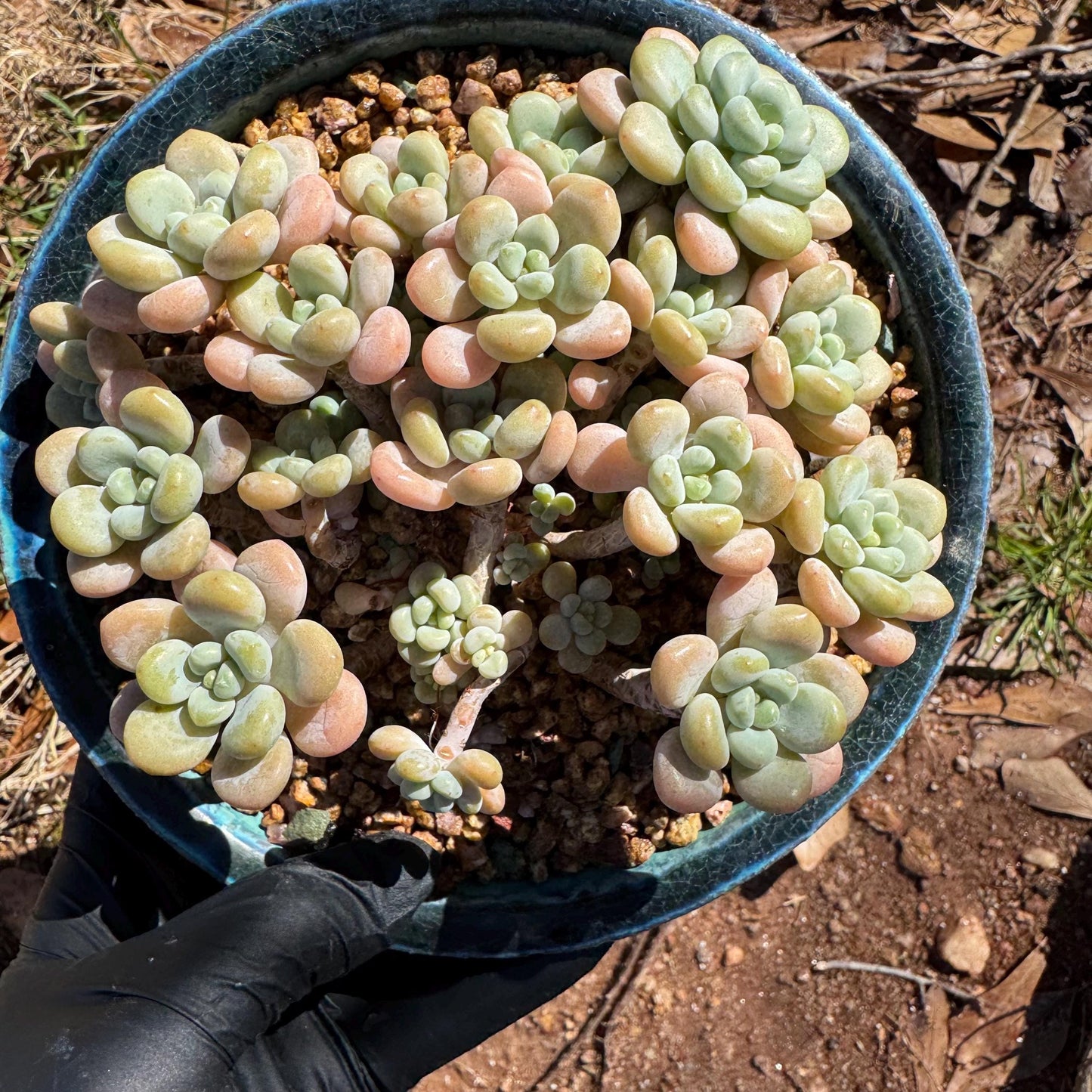 Rare succulents plants ,Echeveria 'Rococo'  cluster , 4.6inches