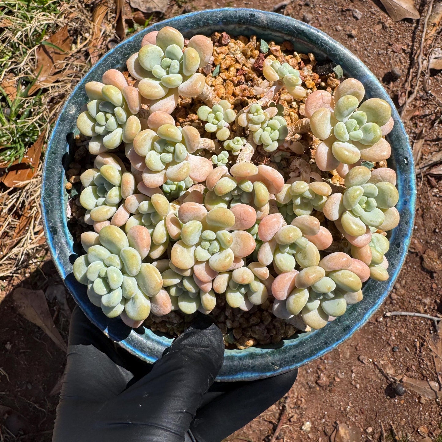 Rare succulents plants ,Echeveria 'Rococo'  cluster , 4.6inches