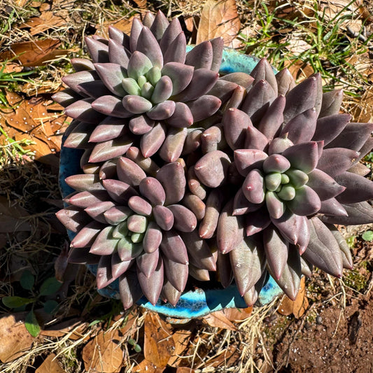 Pachyphytum’ Yumeiren sp. ’ cluster , 4.2inches, new hybrid, 3heads, nice color