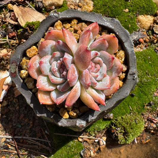 Echeveria  'sugar heart' ,2heads , 2.4inches, Bare Root, Imported Rare Succulent, live plant
