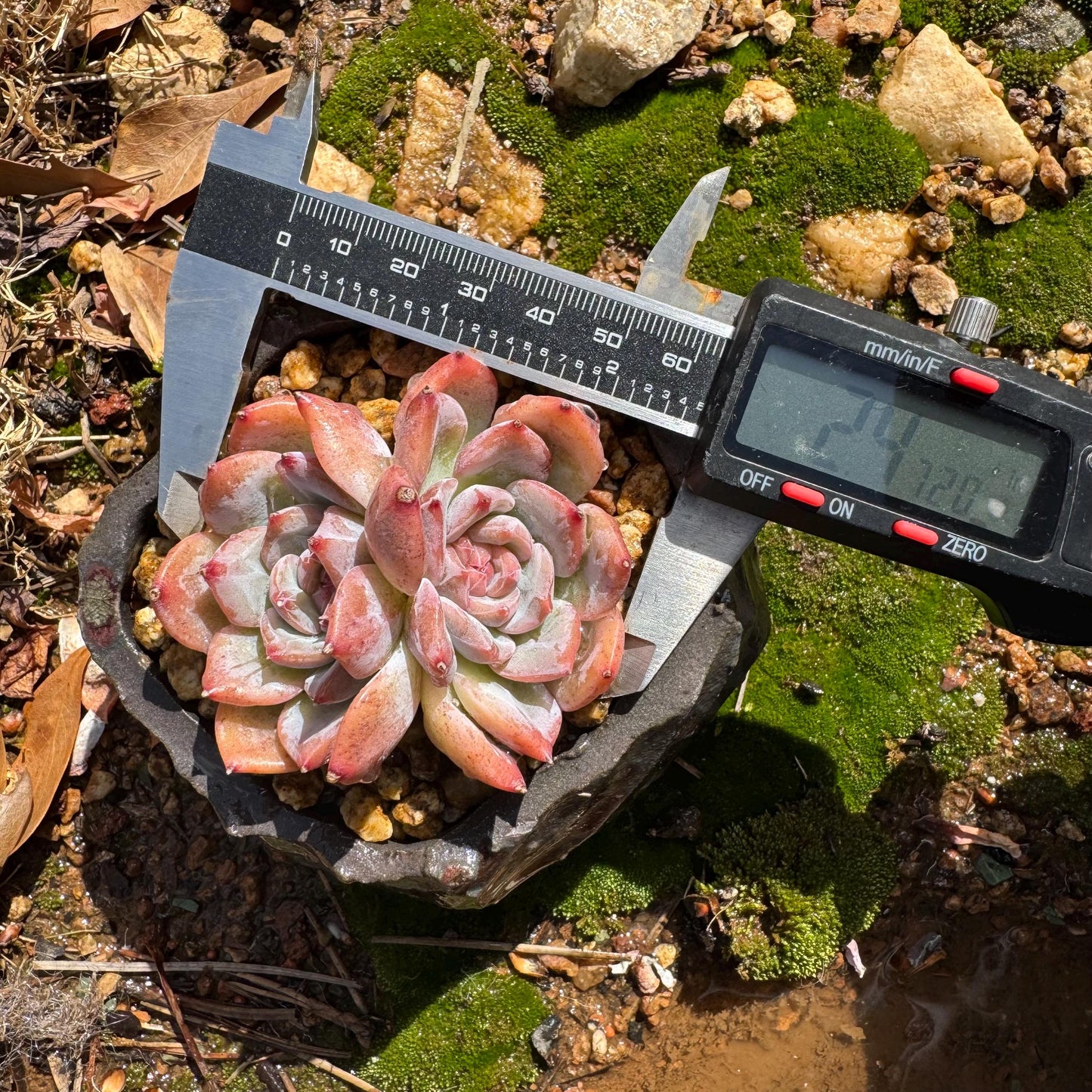 Echeveria  'sugar heart' ,2heads , 2.4inches, Bare Root, Imported Rare Succulent, live plant