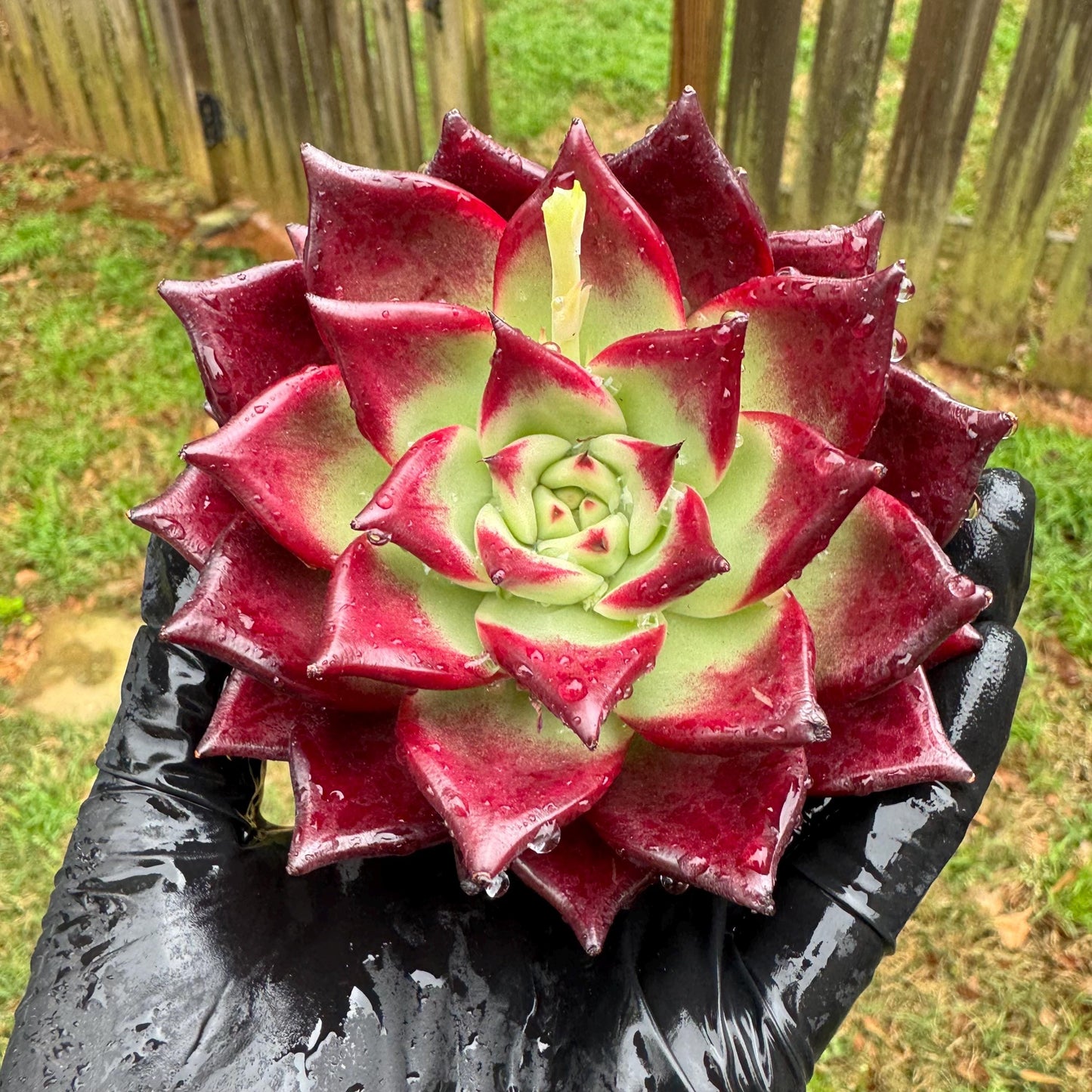 Rare succulents, Echeveria  Bloody 'Rubin', 3.6inches