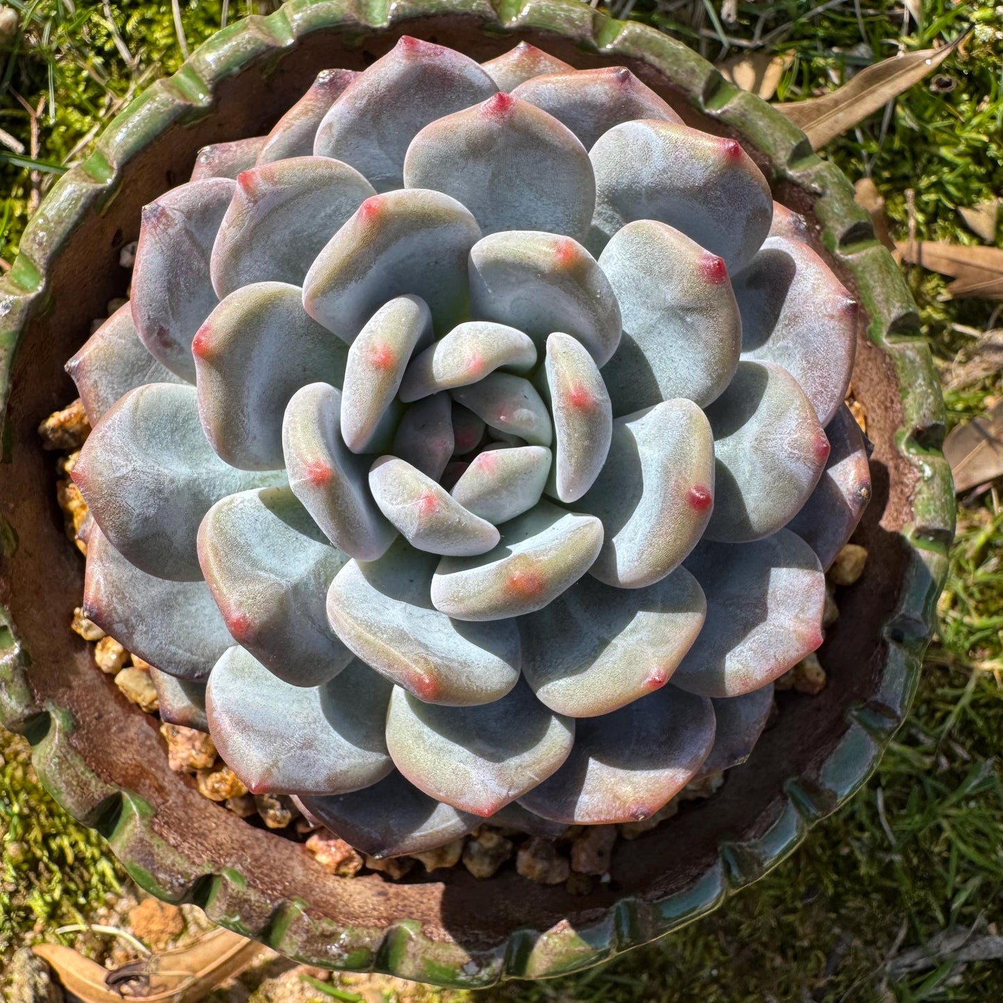 Succulents plants , Echeveria Korean ‘ Orange Monroe’, 3.2inches