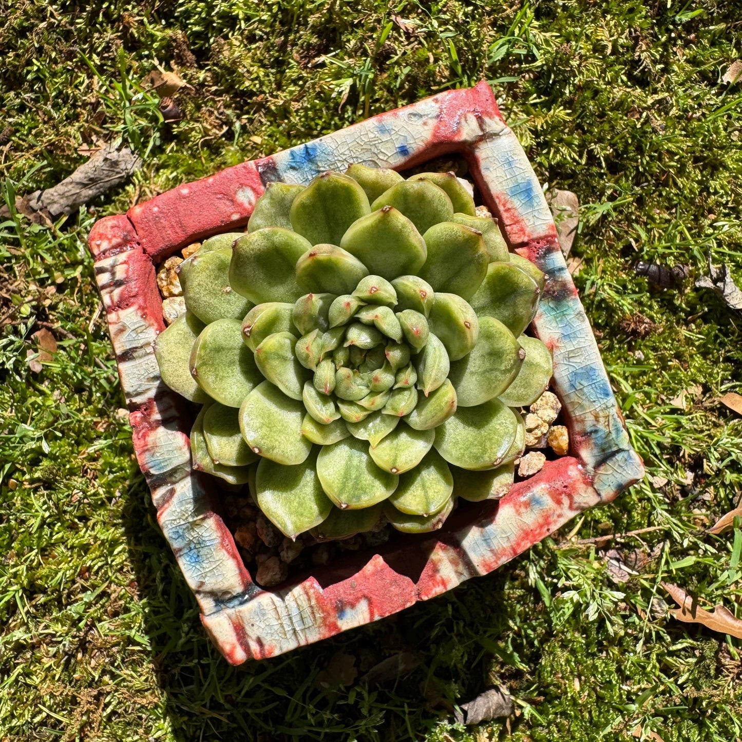 Rare succulents, Echeveria' Ice Angle Variegated', 2.4inches