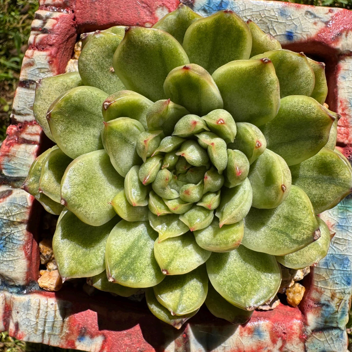 Rare succulents, Echeveria' Ice Angle Variegated', 2.4inches
