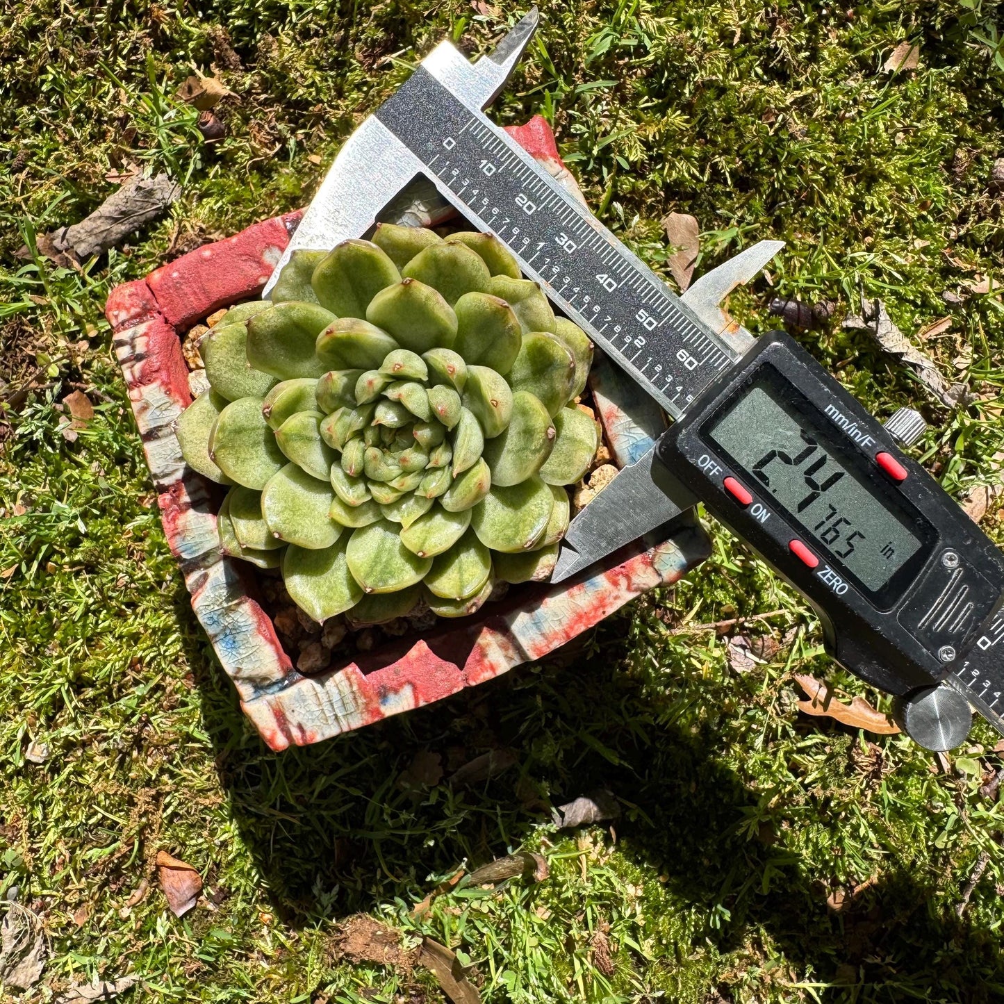 Rare succulents, Echeveria' Ice Angle Variegated', 2.4inches