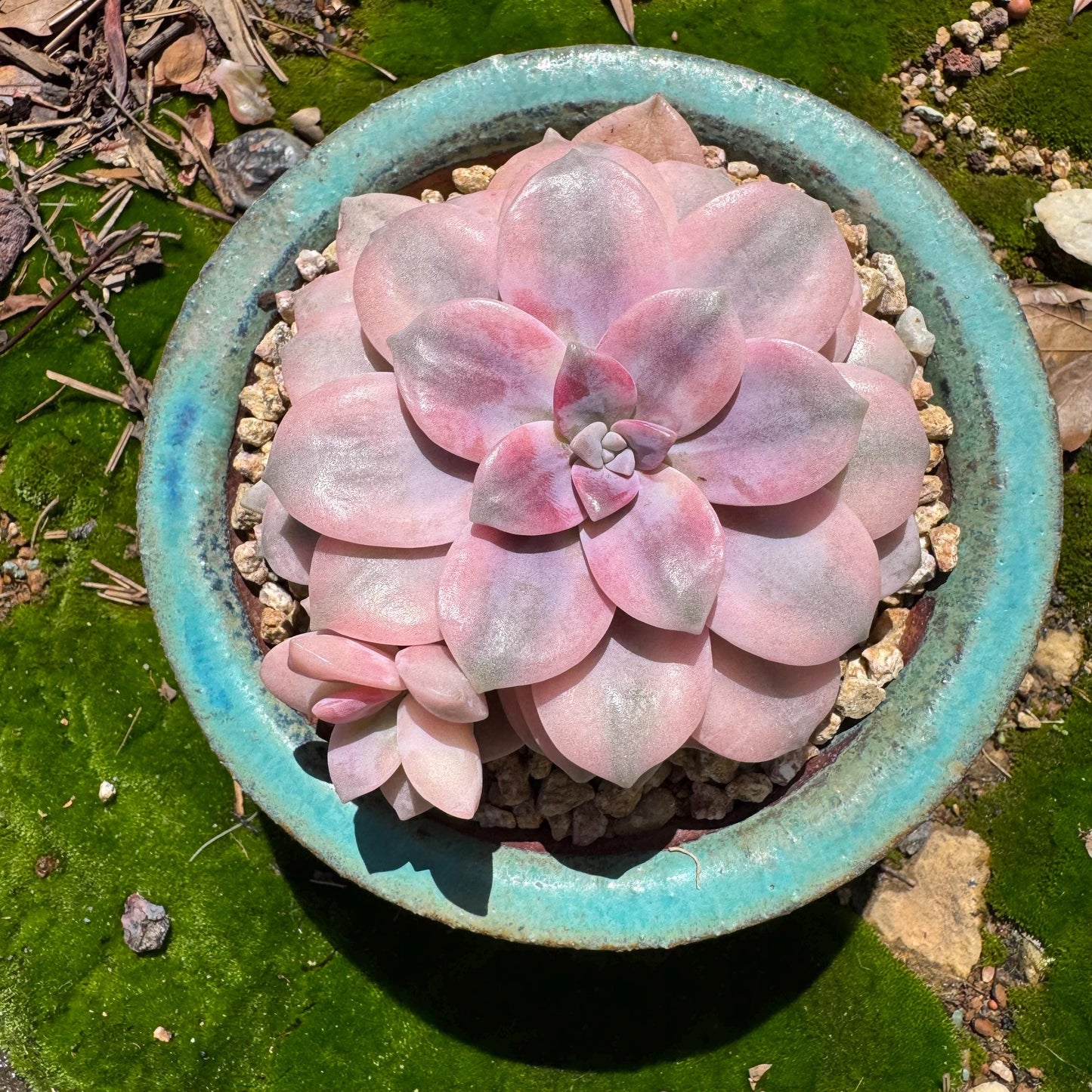 Rare succulents, Graptopetalum 'superbum variegated', 3.9inches, a single head with a baby