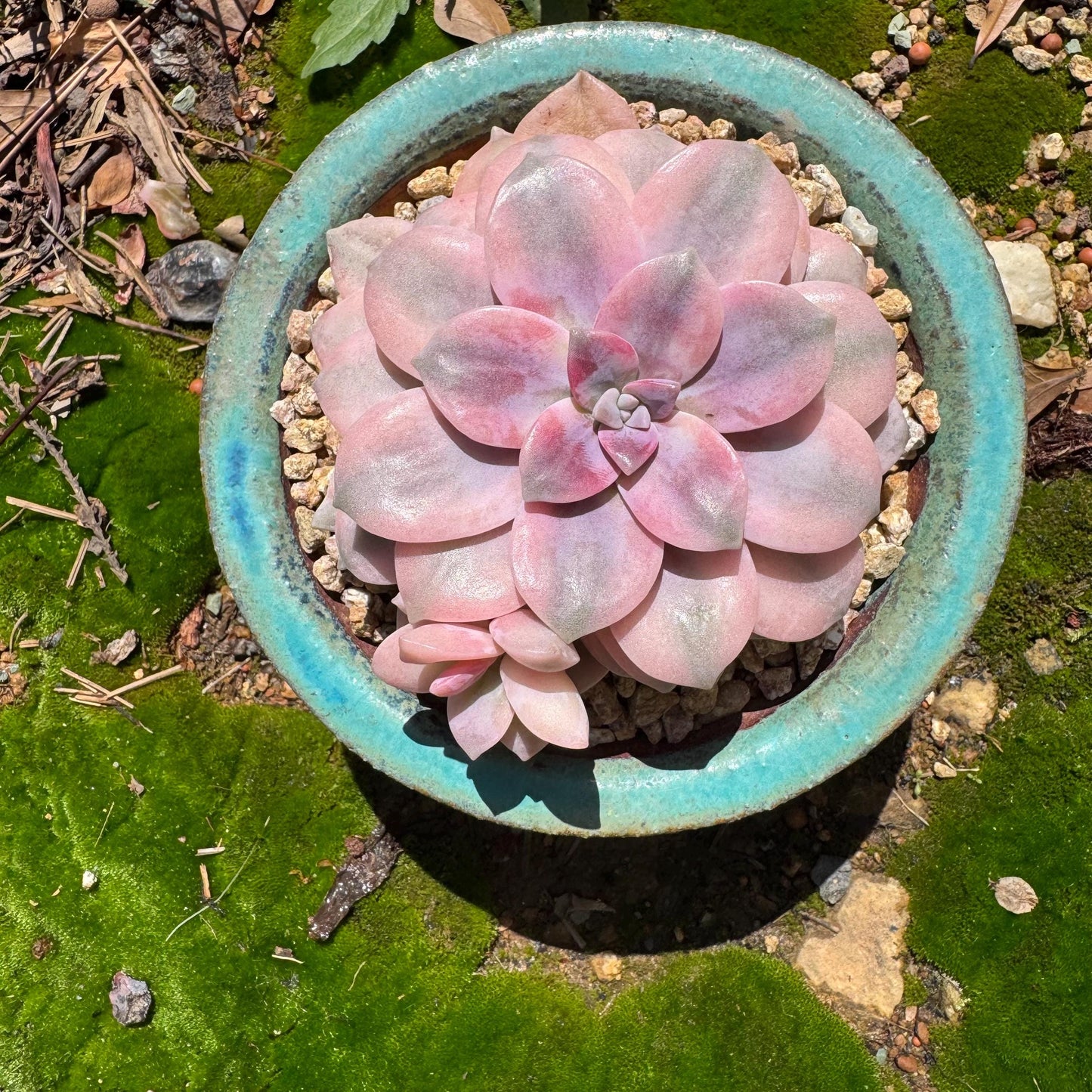 Rare succulents, Graptopetalum 'superbum variegated', 3.9inches, a single head with a baby