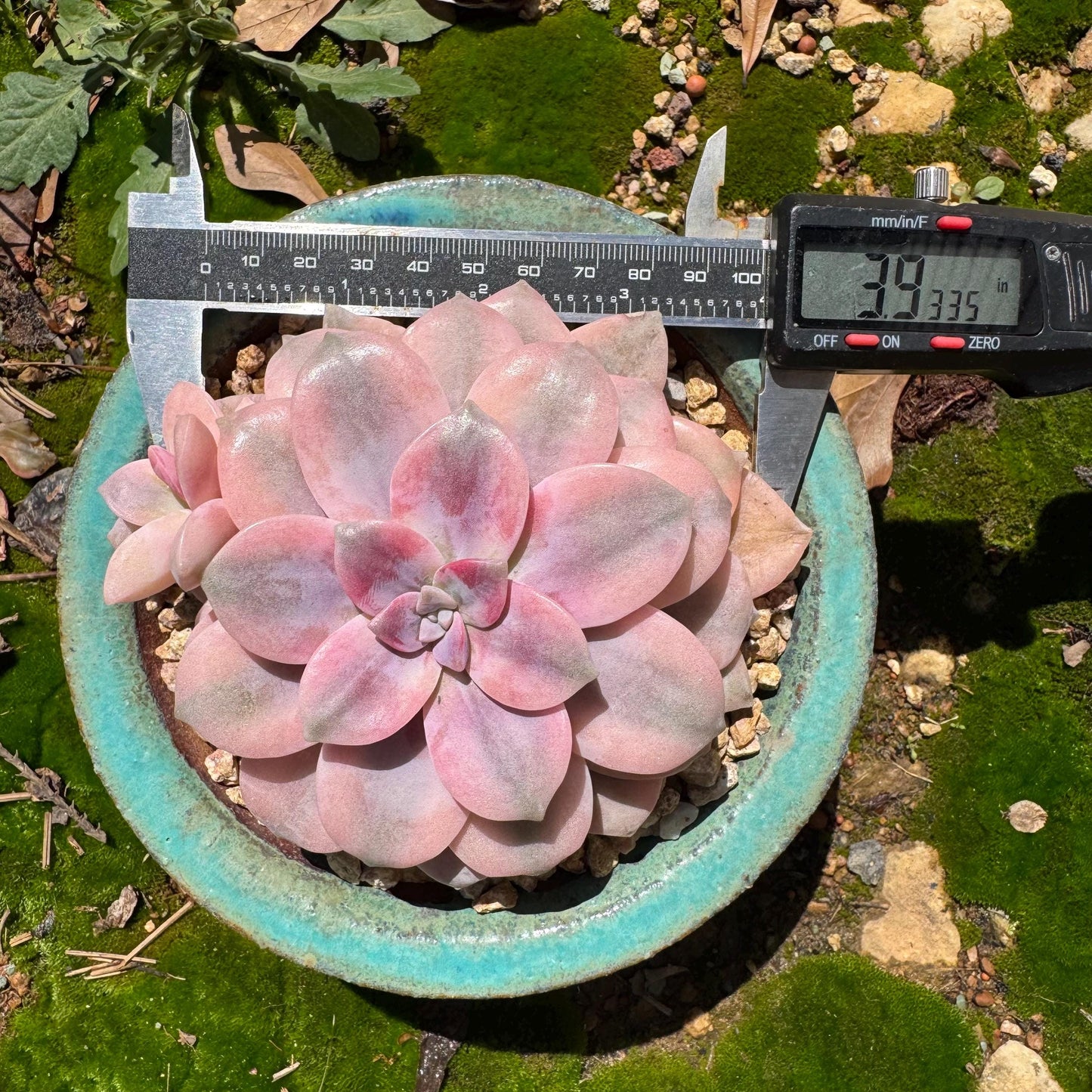 Rare succulents, Graptopetalum 'superbum variegated', 3.9inches, a single head with a baby