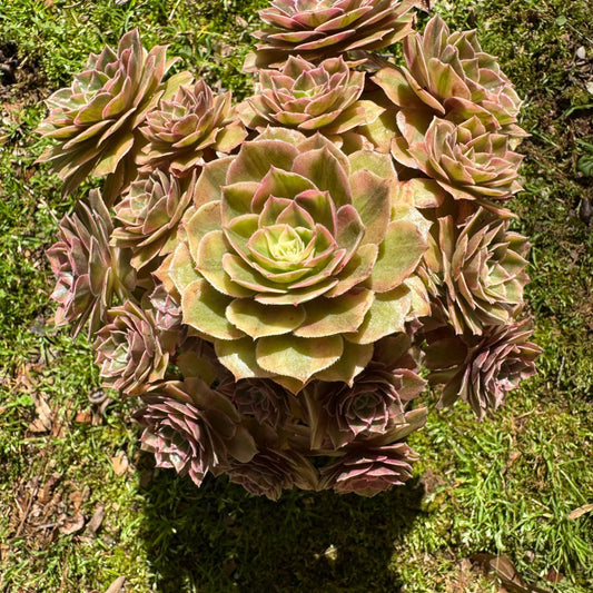 Rare succulents , Aeonium 'Zwartkin' cluster, more than 6inches
