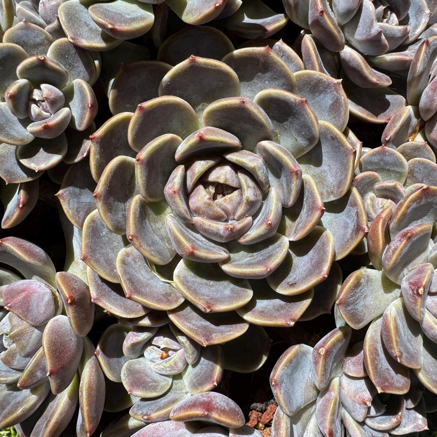 Rare succulents , Echeveria 'Tynie burger' big  cluster, a lots of heads , 5.6inches