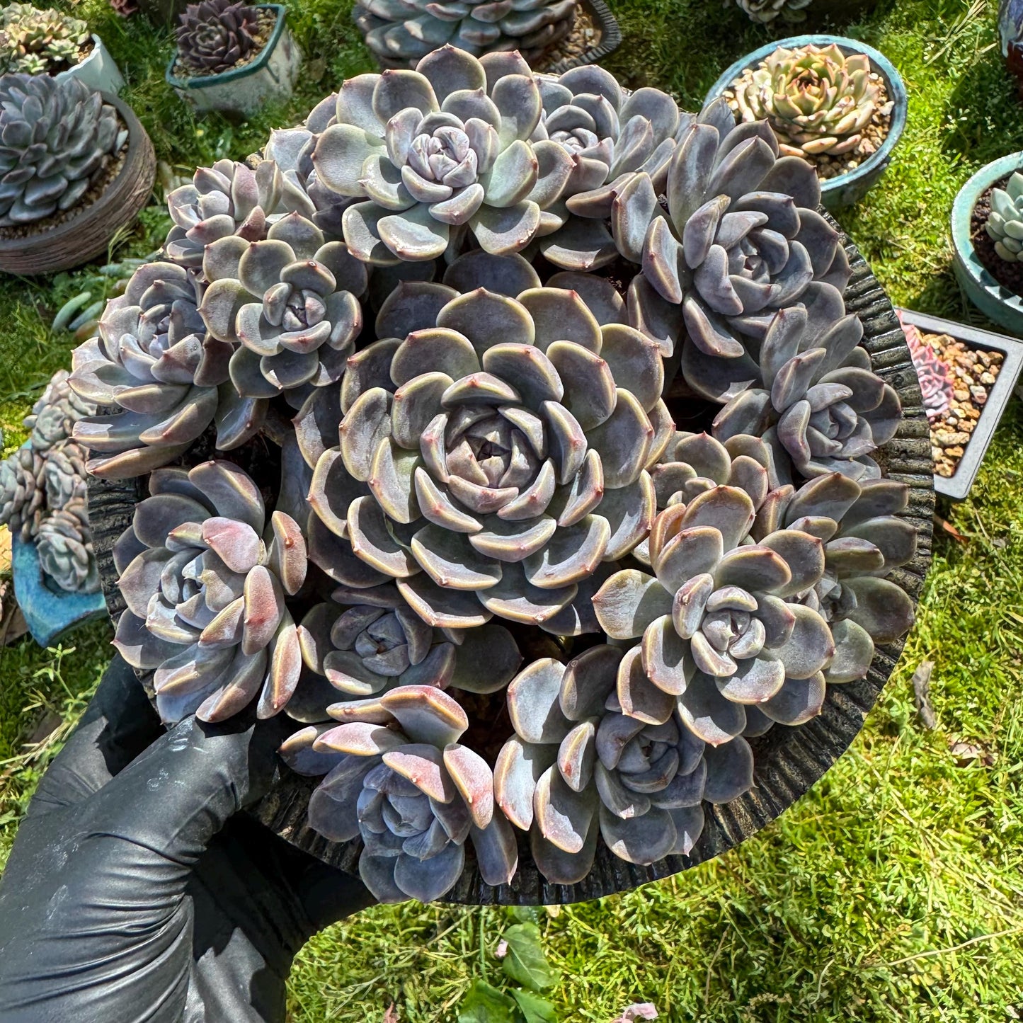 Rare succulents , Echeveria 'Tynie burger' big  cluster, a lots of heads , 5.6inches