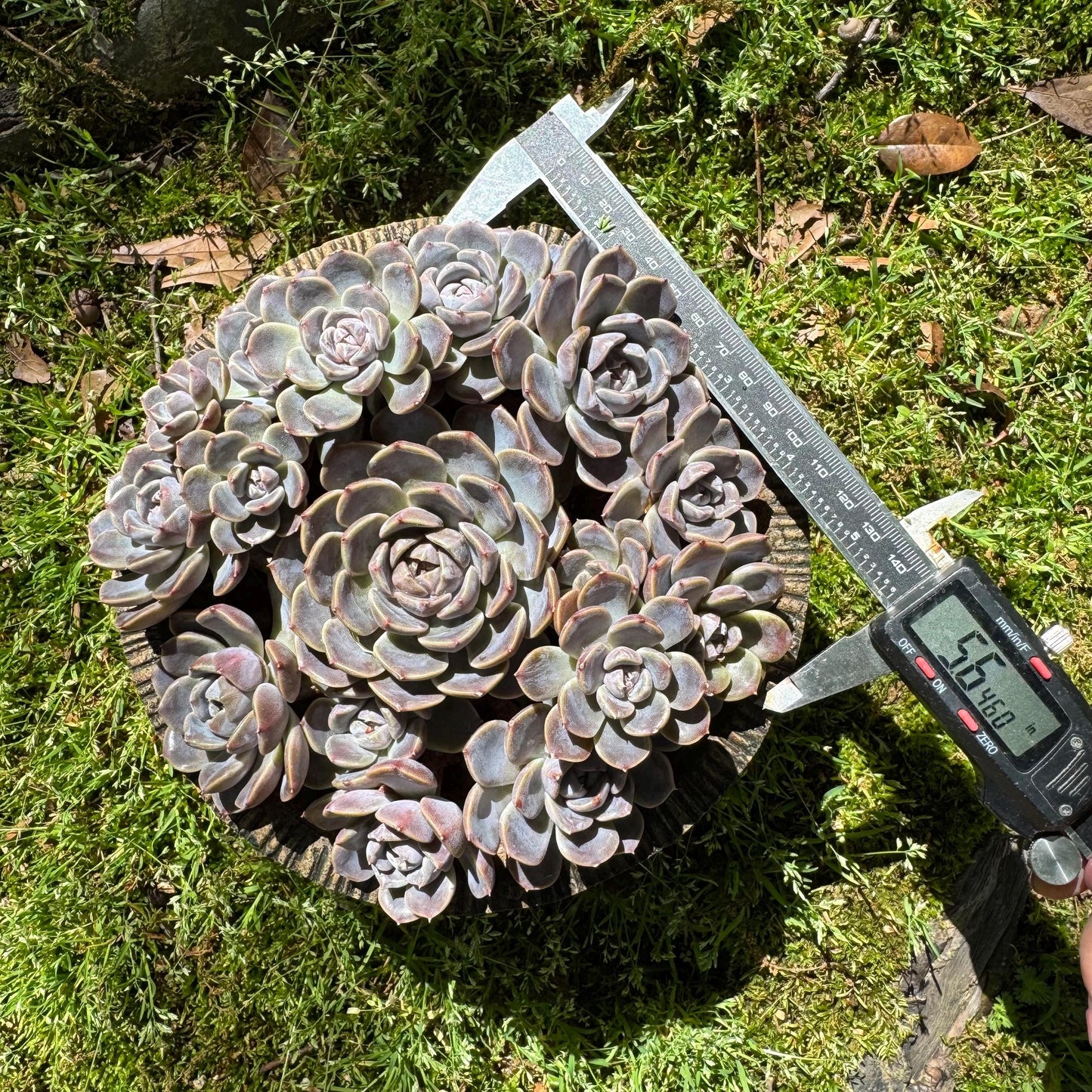 Rare succulents , Echeveria 'Tynie burger' big  cluster, a lots of heads , 5.6inches
