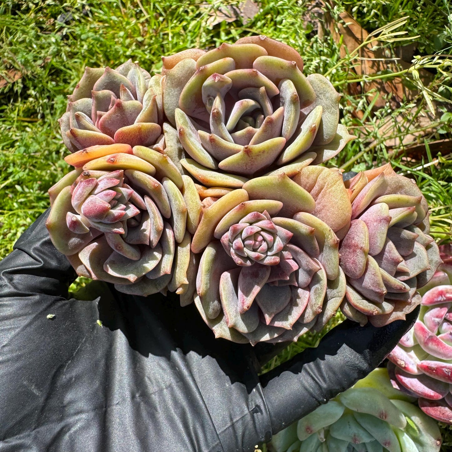 Rare succulents, Echeveria 'Pink butterfly ', 4heads, 3.1inches
