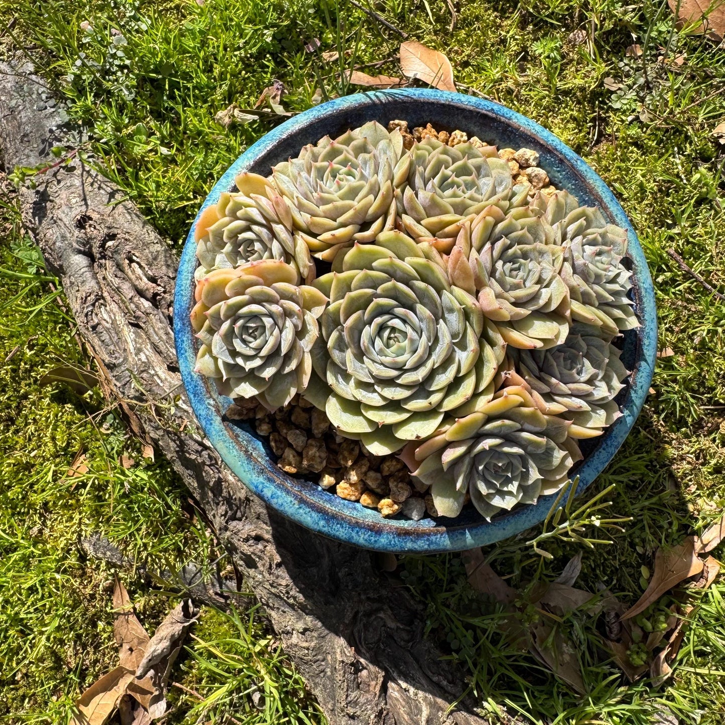 Rare succulents plants, Echeveria 'Onslow' cluster, 5inches, 9heads