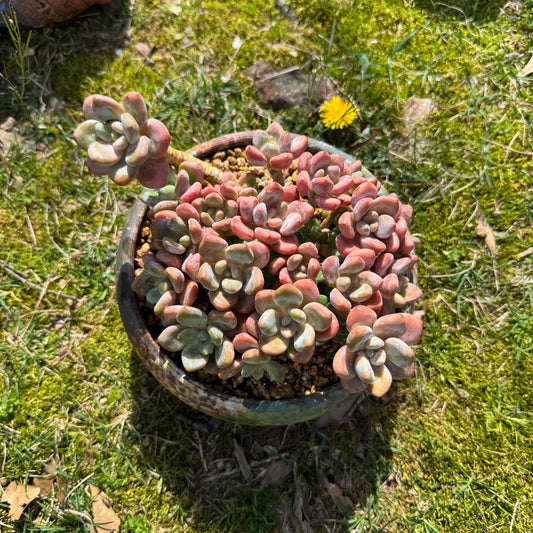 Rare succulents plants, Graptosedum 'Red miul ', big  cluster, 5.8inches