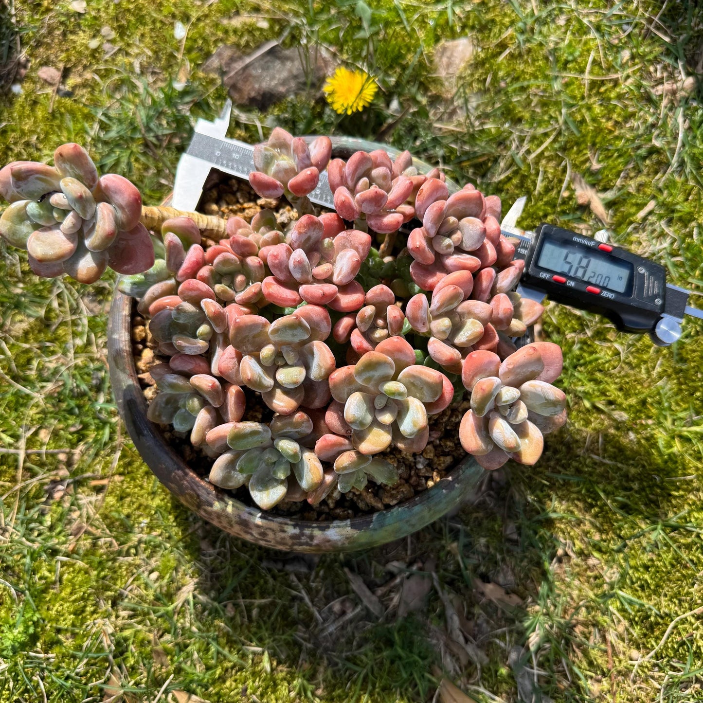 Rare succulents plants, Graptosedum 'Red miul ', big  cluster, 5.8inches