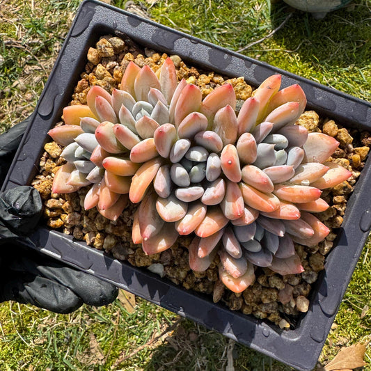 Rare succuclents plants, Echeveria 'Red ivory cluster ', 4.3inches