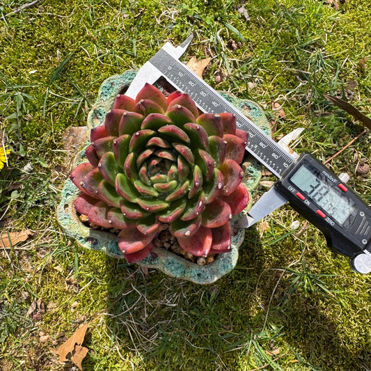 Rare succulents plants, Echeveria' agavoides hybrid',  3.8inches