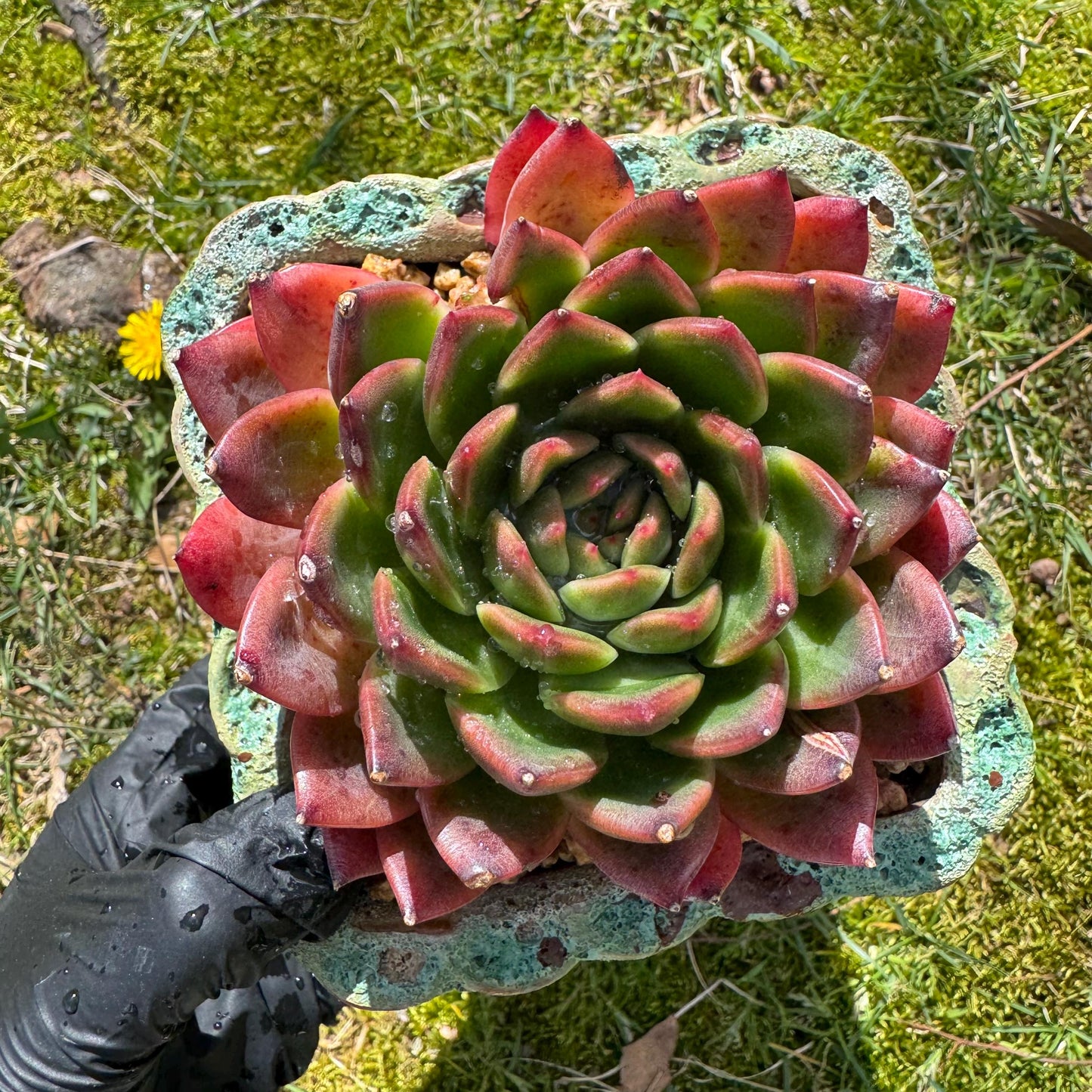 Rare succulents plants, Echeveria' agavoides hybrid',  3.8inches