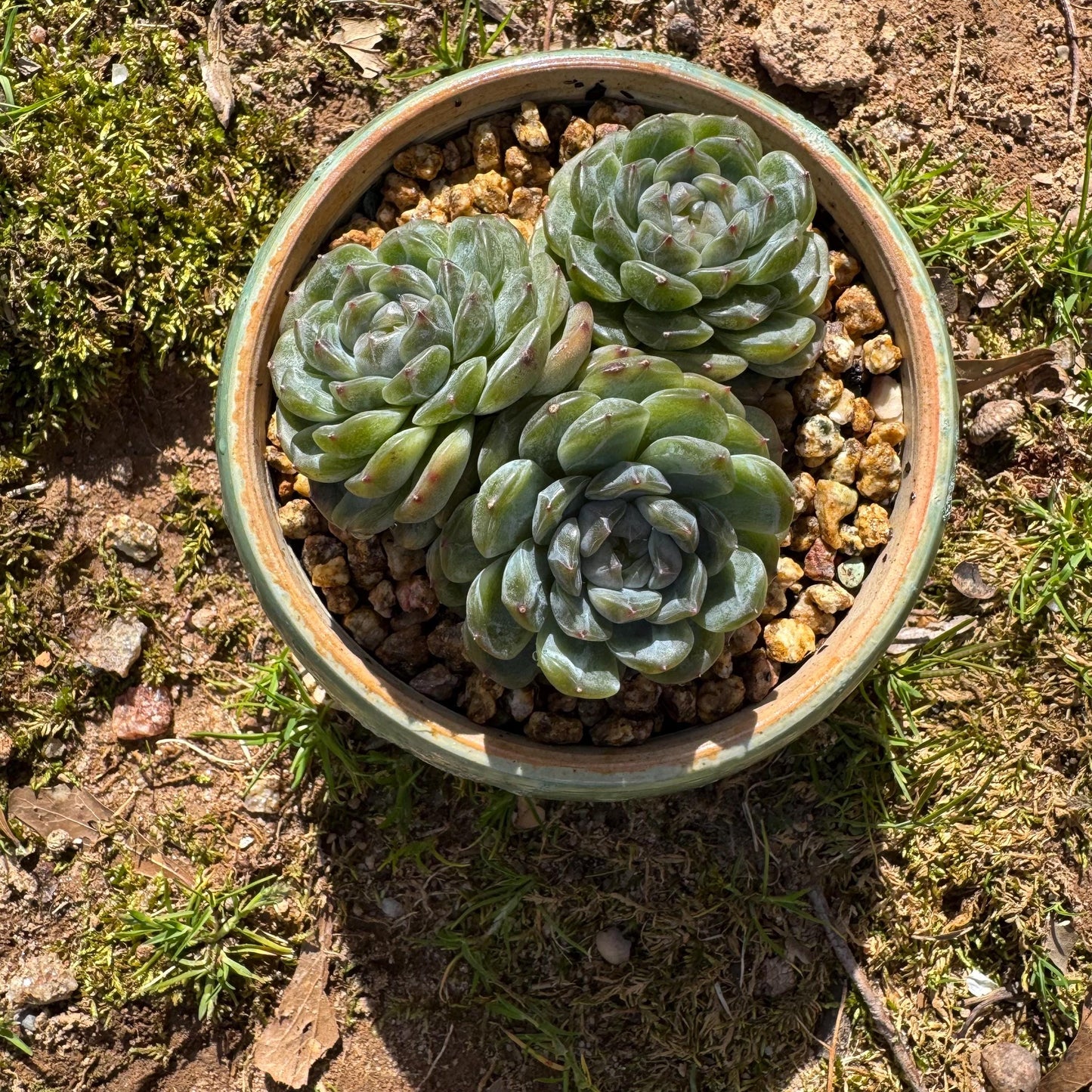 Rare succulents plants, Echeveria 'Jelly Candy',  3.3inches