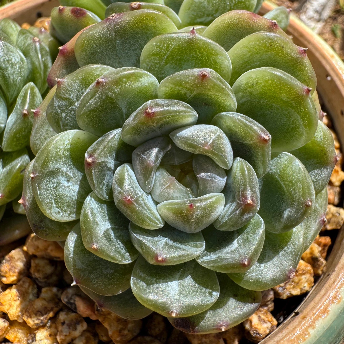 Rare succulents plants, Echeveria 'Jelly Candy',  3.3inches