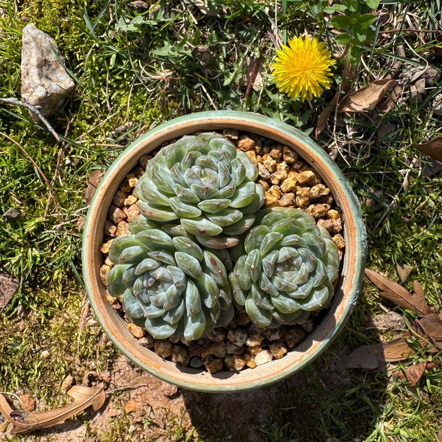 Rare succulents plants, Echeveria 'Jelly Candy',  3.3inches