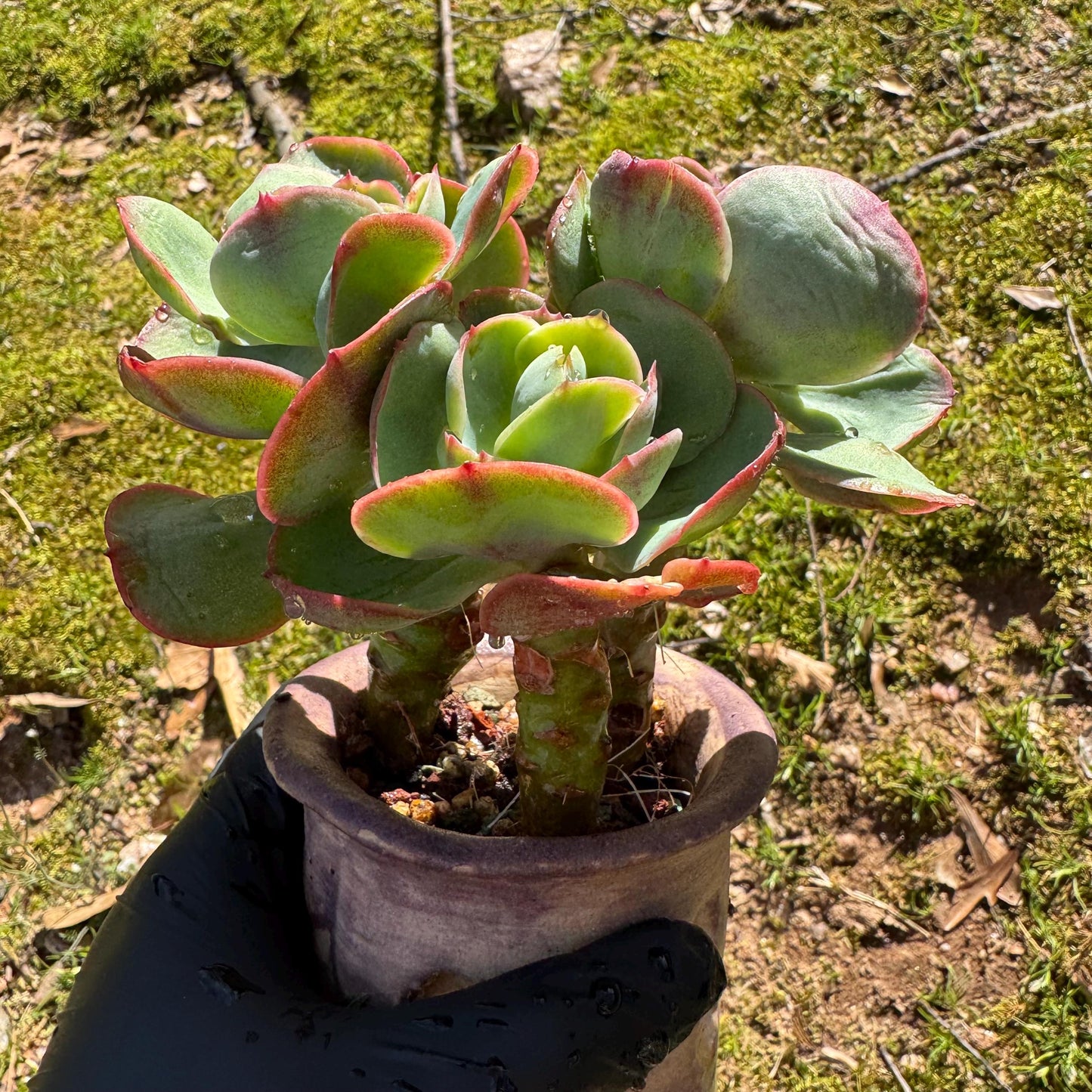 Rare succulents plants, Echeveria 'Peach Pride'  small cluster,  3.8inches
