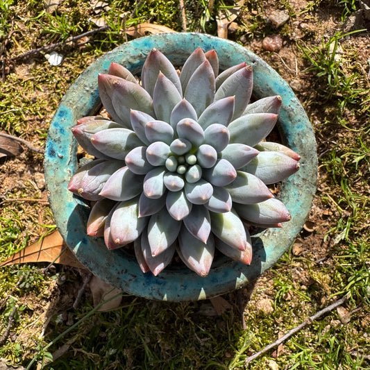 Rare succulents plants, Pachyveria' Angel's Finger' ,big single head, 3.2inches