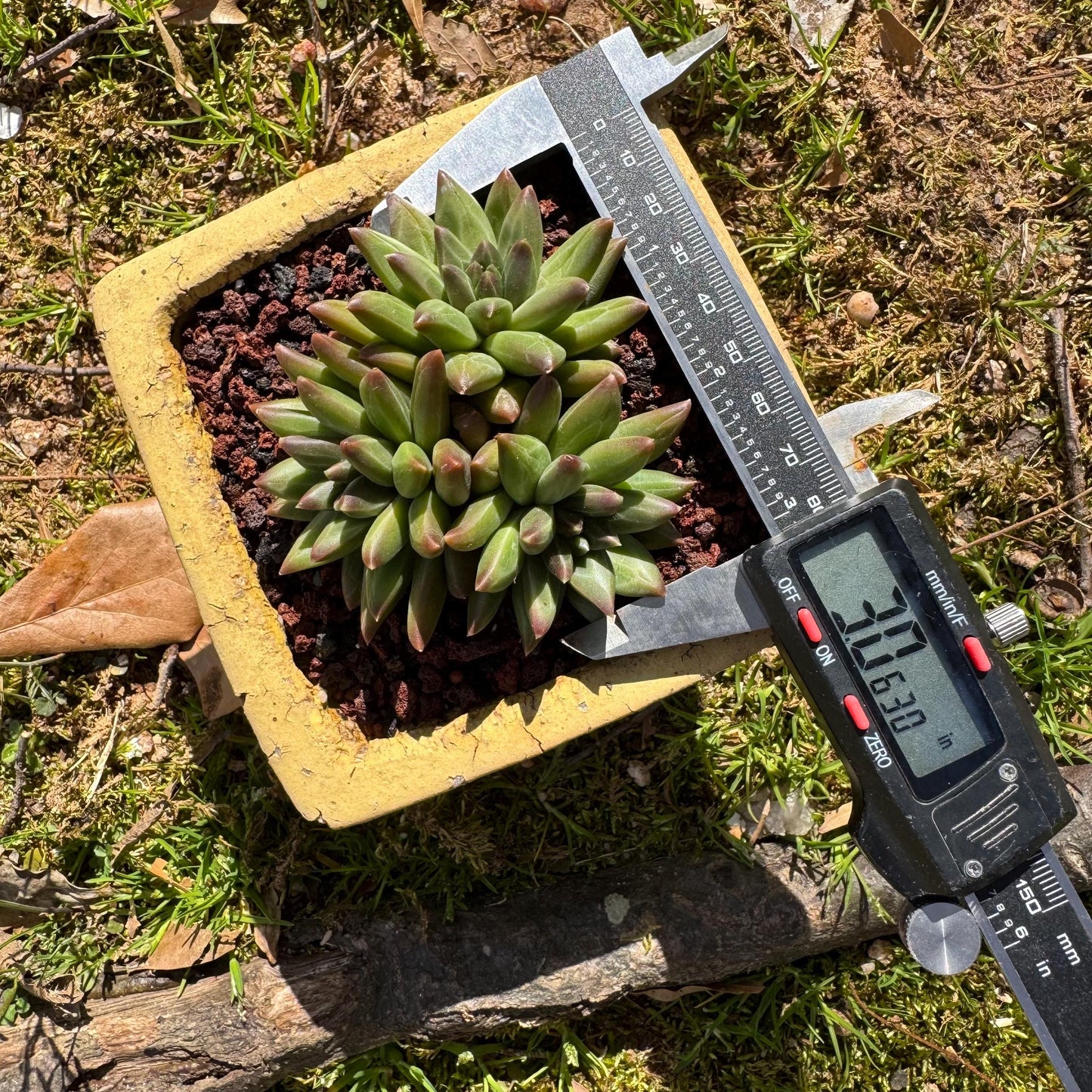 Rare succulents plants,Pachyveria' Beauty hybrid sp. ' , 3 heads, 3inches