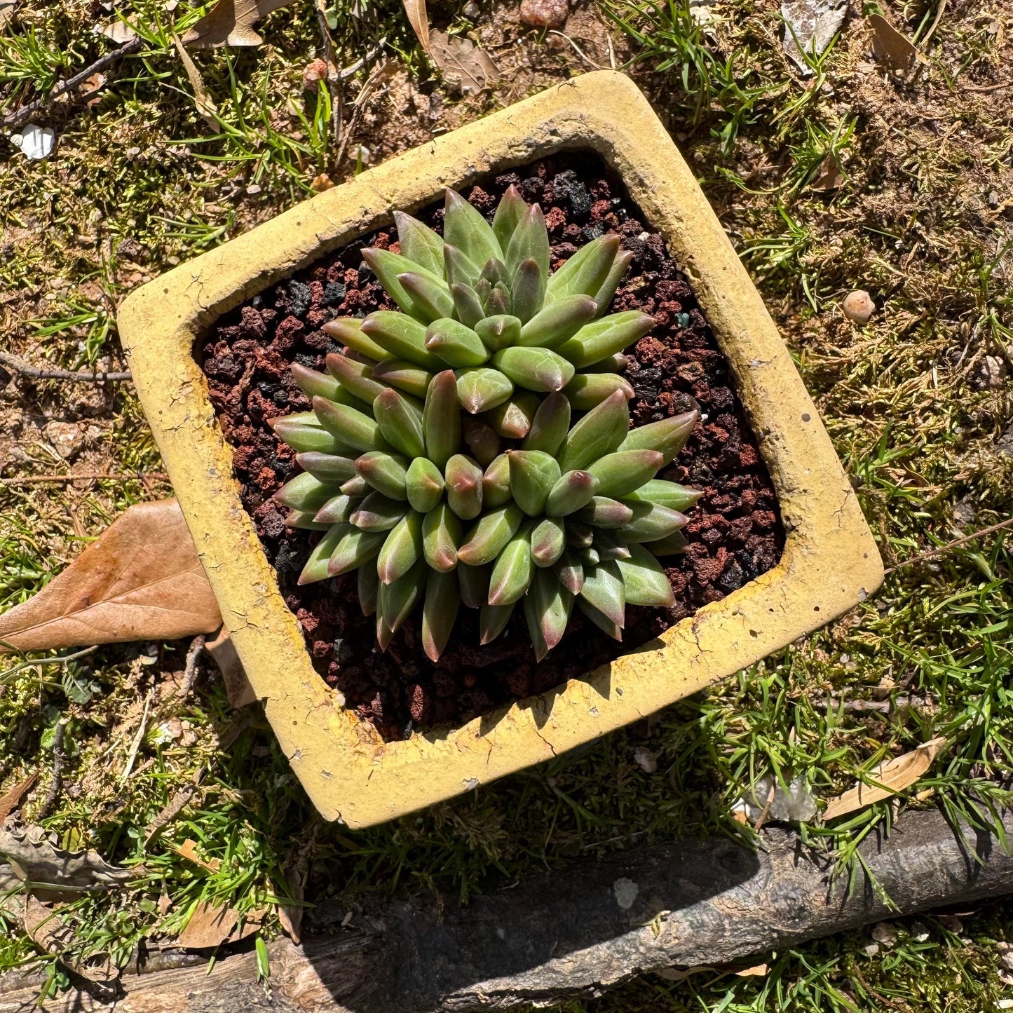 Rare succulents plants,Pachyveria' Beauty hybrid sp. ' , 3 heads, 3inches