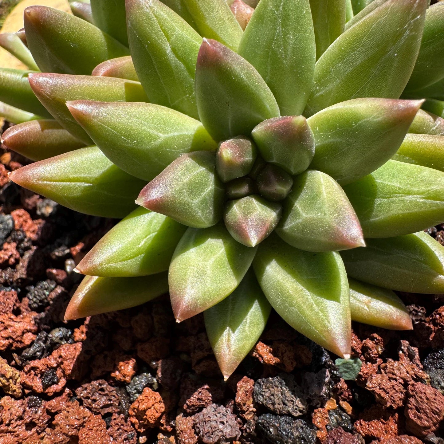 Rare succulents plants,Pachyveria' Beauty hybrid sp. ' , 3 heads, 3inches