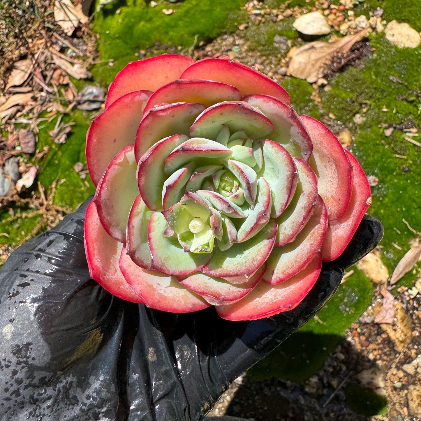 Rare succulents, Echeveria' Peony' ,2.7inches
