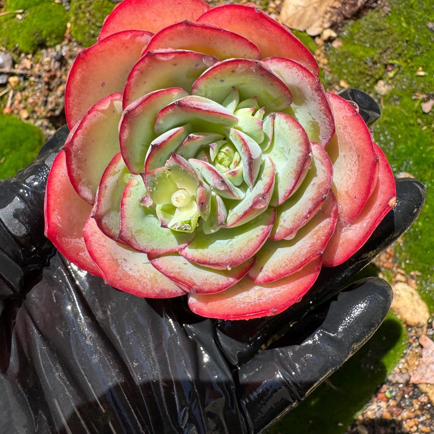 Rare succulents, Echeveria' Peony' ,2.7inches