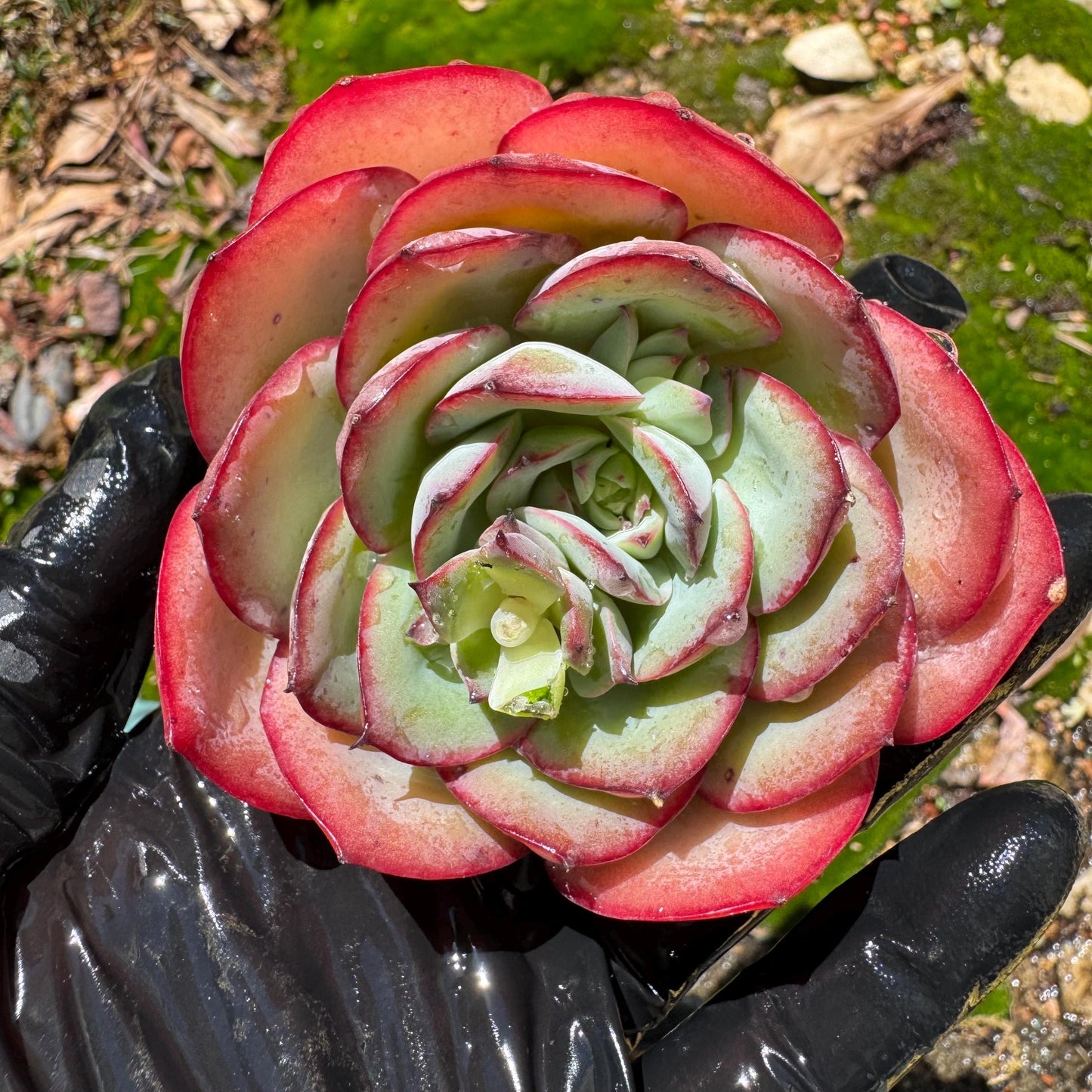 Rare succulents, Echeveria' Peony' ,2.7inches