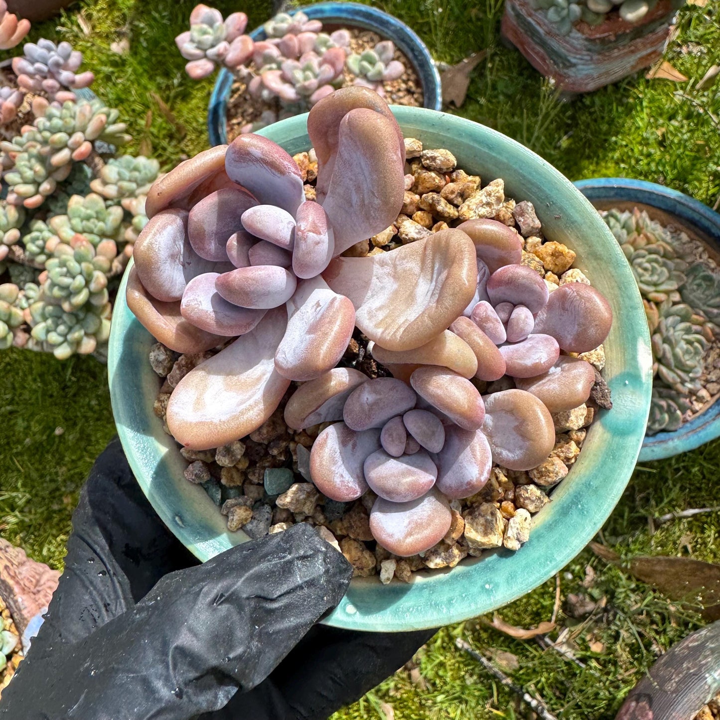 Rare succulents plants, Graptoveria 'pink bunny' ,3heads, 3.1inches