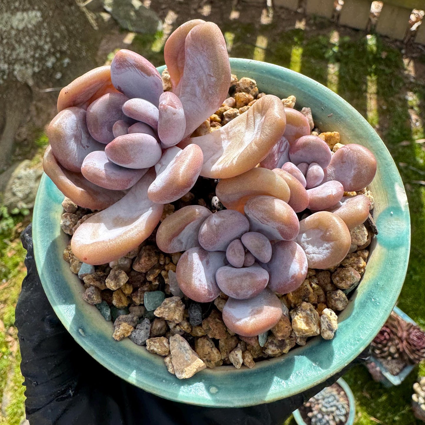 Rare succulents plants, Graptoveria 'pink bunny' ,3heads, 3.1inches