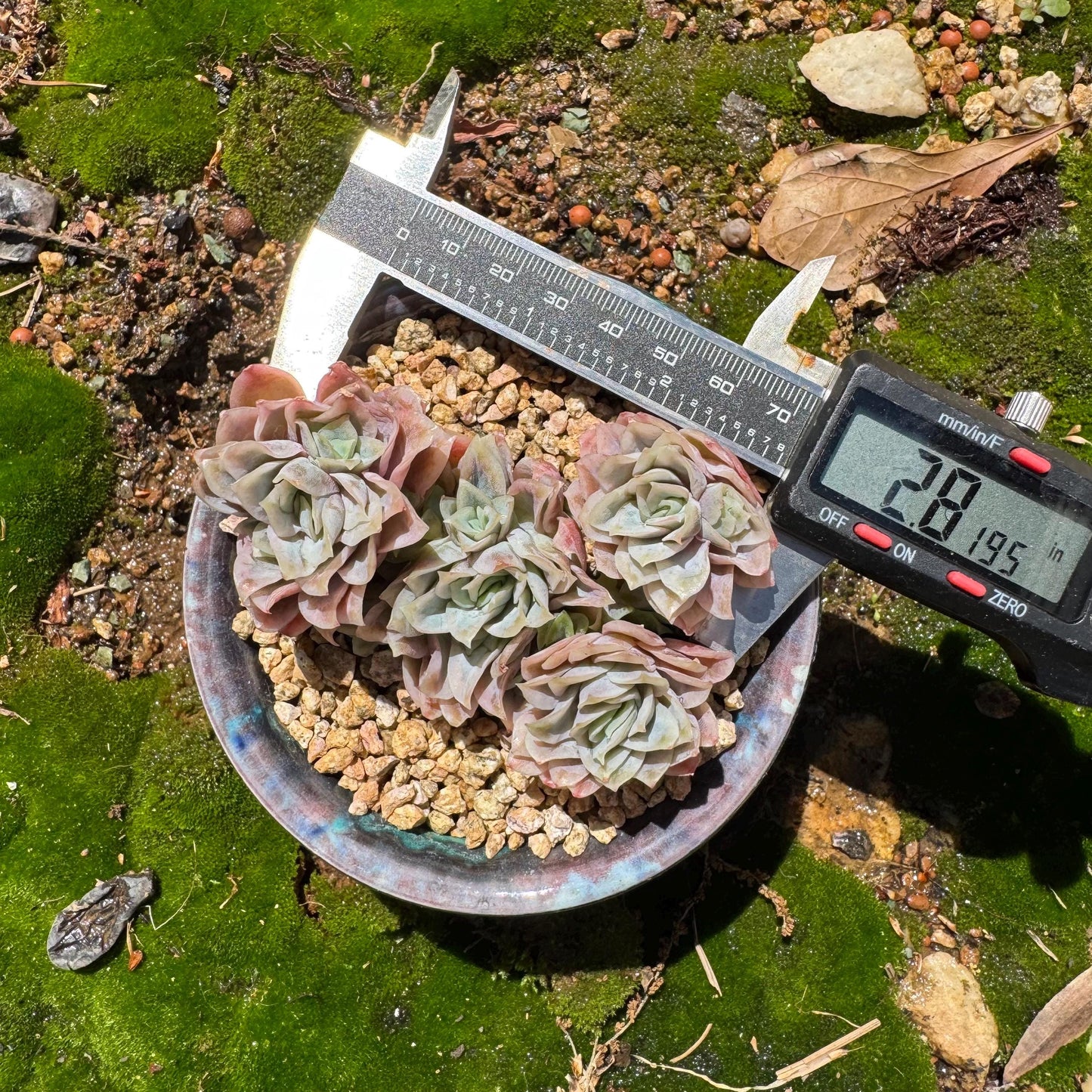 Rare succulents, Echeveria' Rasberry Ice.' cluster, 2.8inches