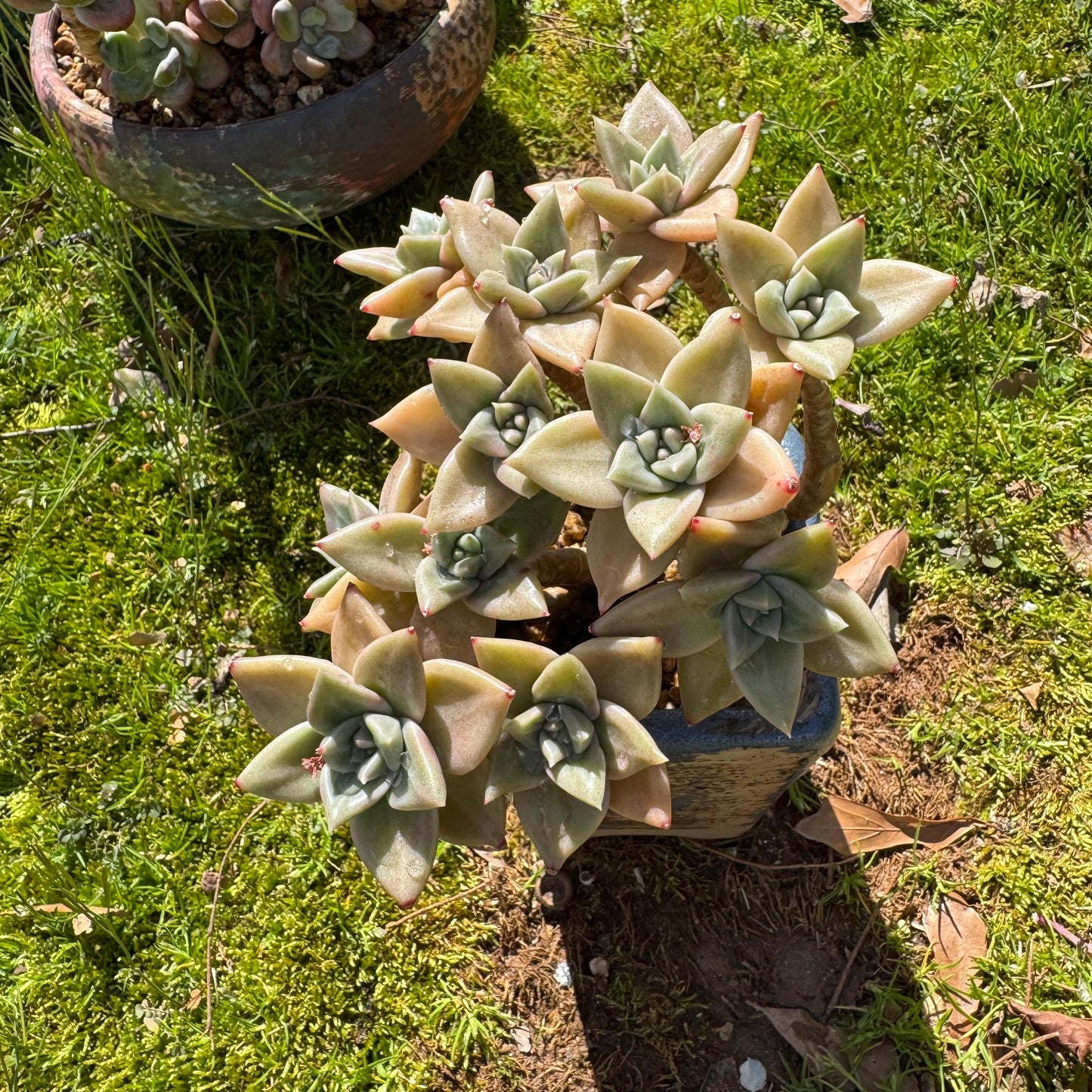Rare succulents plants, Echeveria' Citrina'  cluster, 5.1inches