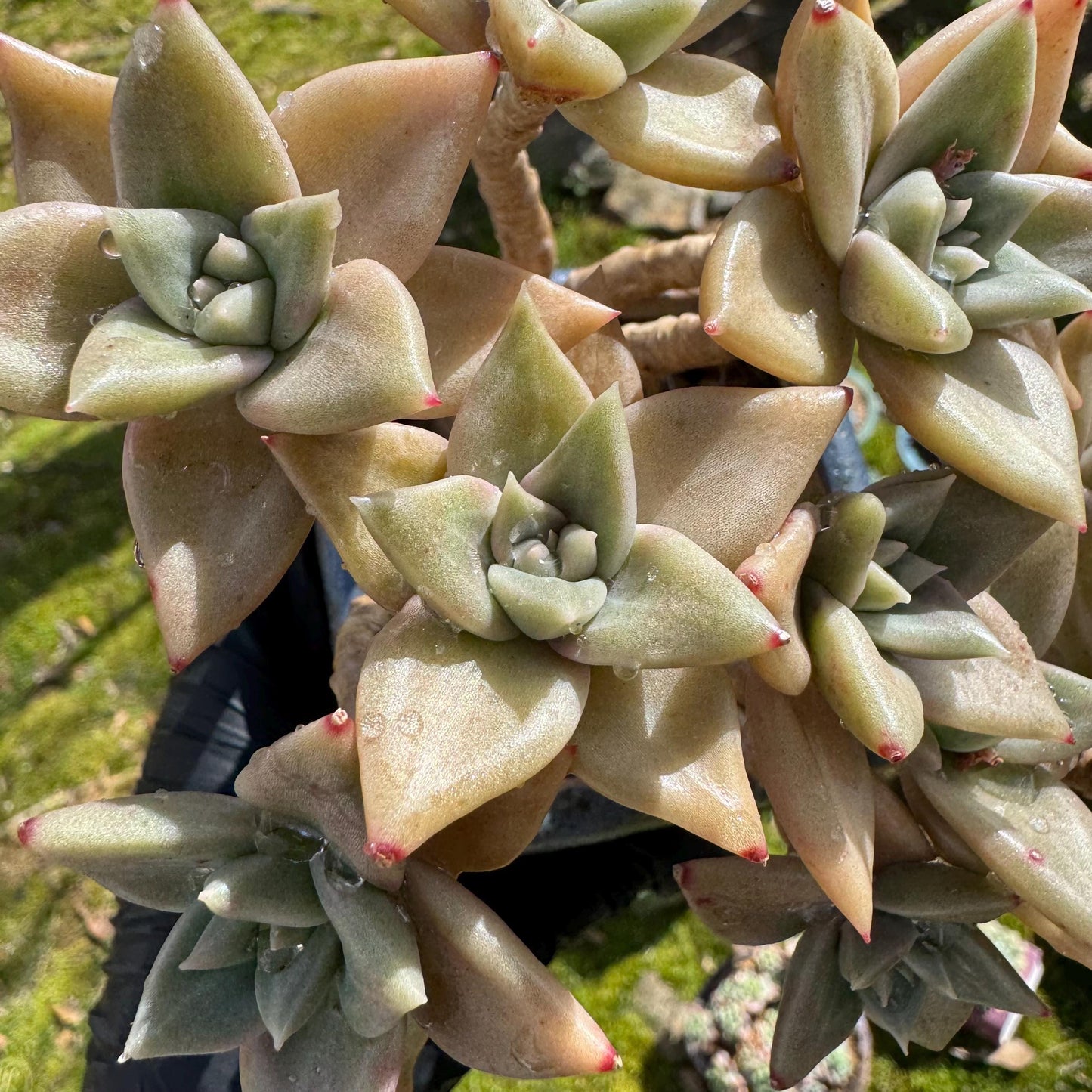 Rare succulents plants, Echeveria' Citrina'  cluster, 5.1inches