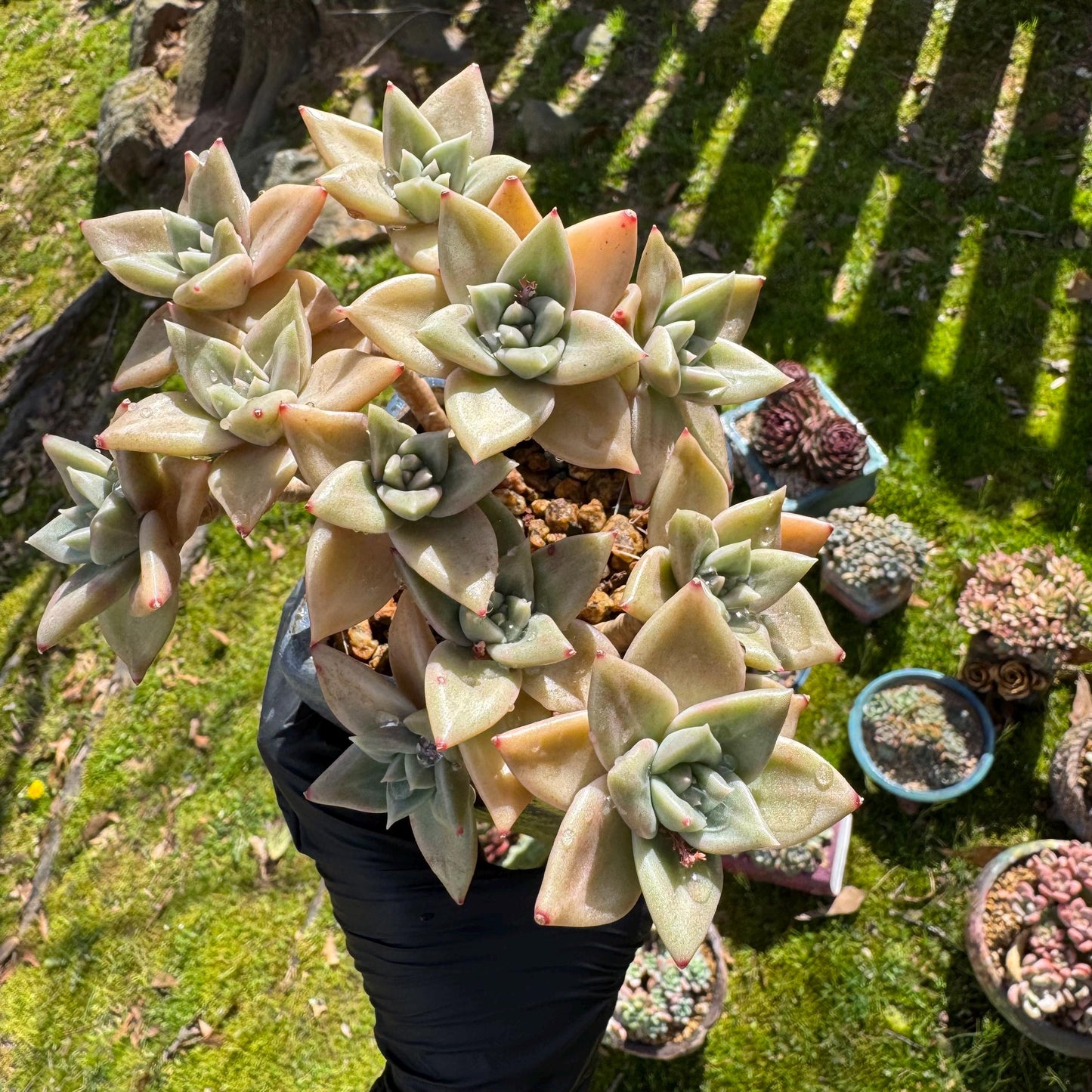 Rare succulents plants, Echeveria' Citrina'  cluster, 5.1inches